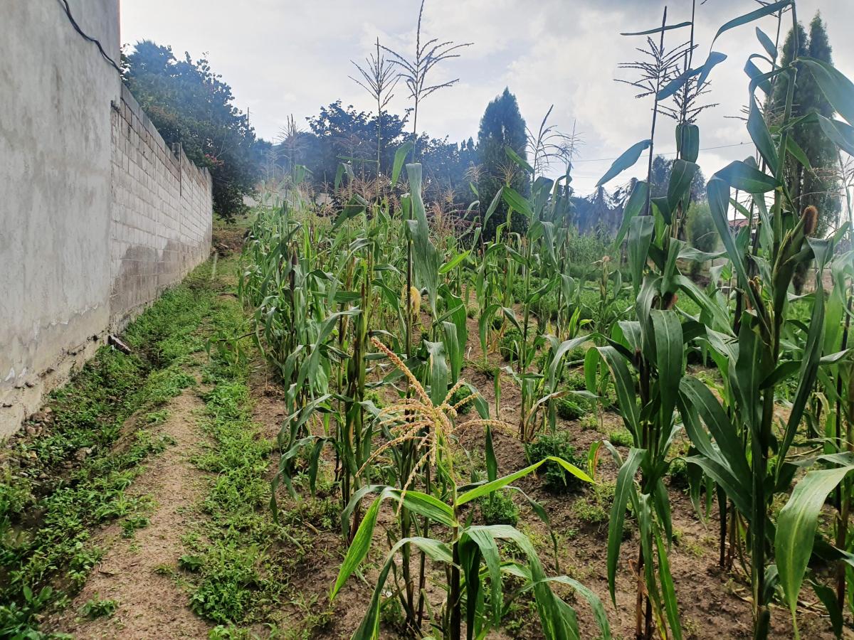 Terreno en Venta en Tumbaco Sector El Carrizal — imagen 6
