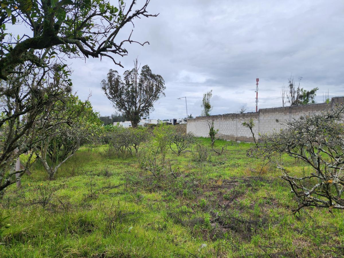 Para Constructores Vendo Terreno en Puembo 20.990 Mtrs Cos Pb 50% Cos Total 100% — imagen 7