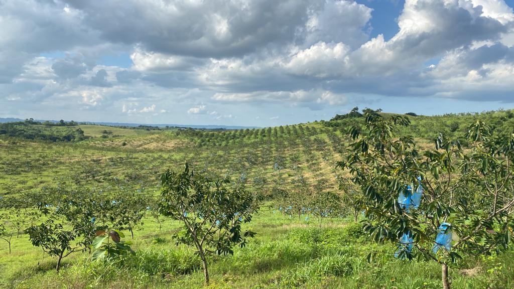 Vendo Linda Finca en Pedro Carbo, en Producción, Guayas — imagen 9