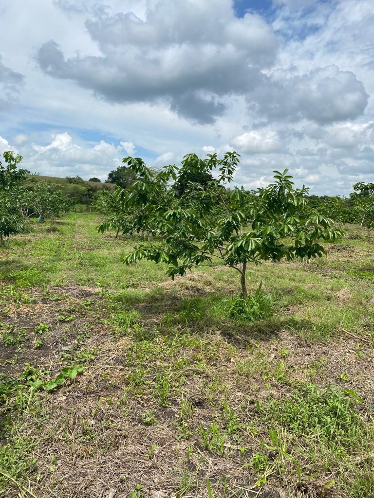 Vendo Linda Finca en Pedro Carbo, en Producción, Guayas — imagen 7