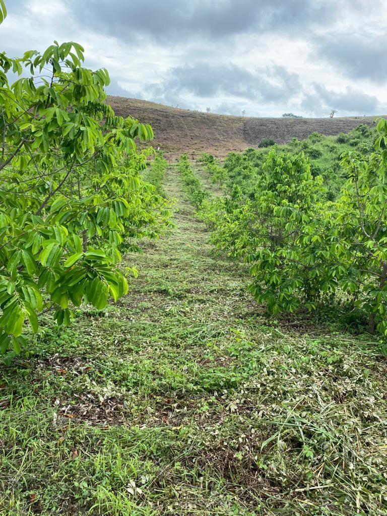 Vendo Linda Finca en Pedro Carbo, en Producción, Guayas — imagen 6
