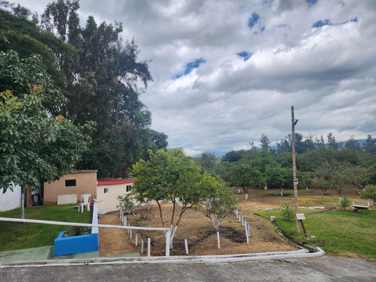 Bonito Terreno de Venta 1 Hectarea en Tumbaco Aurelio Davila — imagen 7
