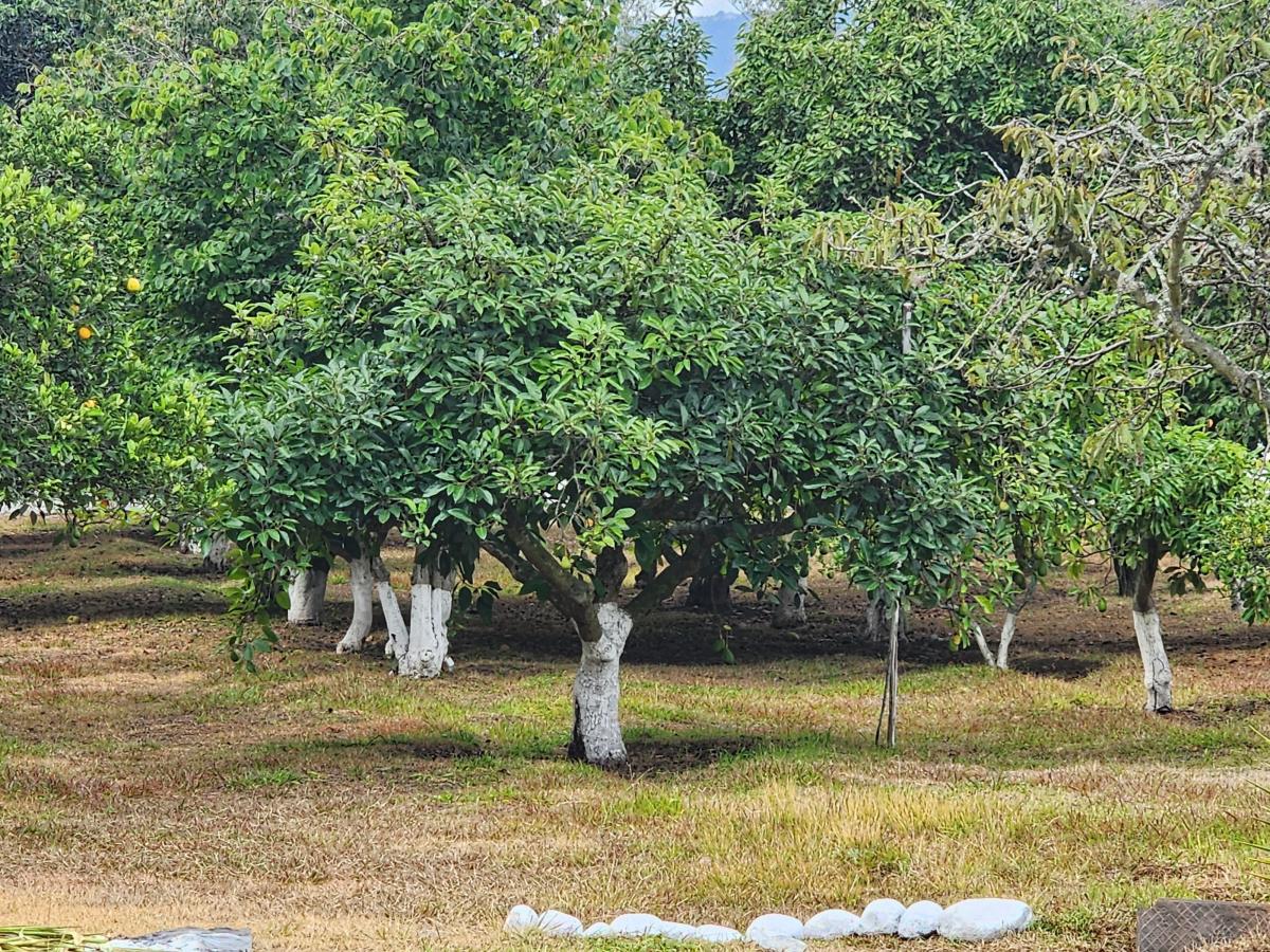 Bonito Terreno de Venta 1 Hectarea en Tumbaco Aurelio Davila — imagen 6