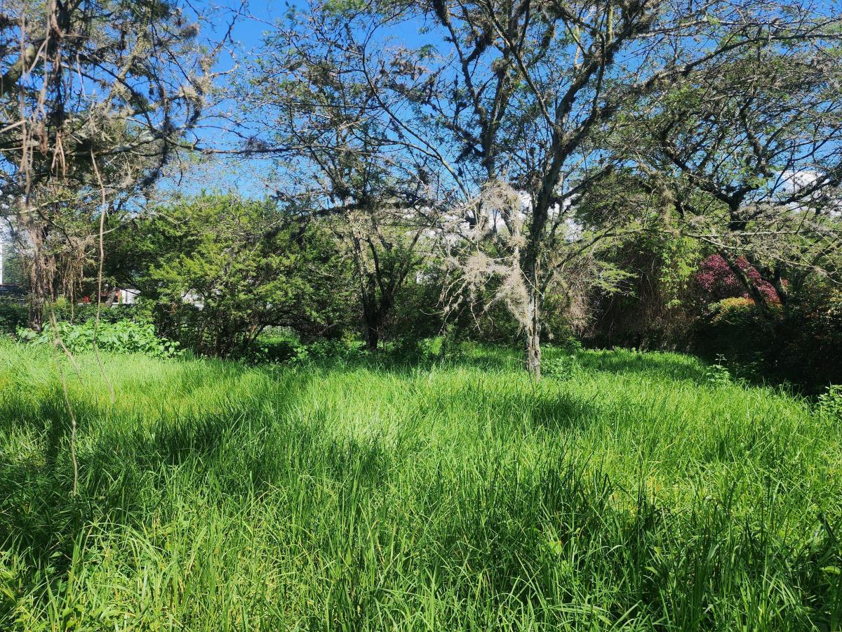 Vendo Bonito Terreno de 1000 m en Prados de La Viña Cumbaya — imagen 10