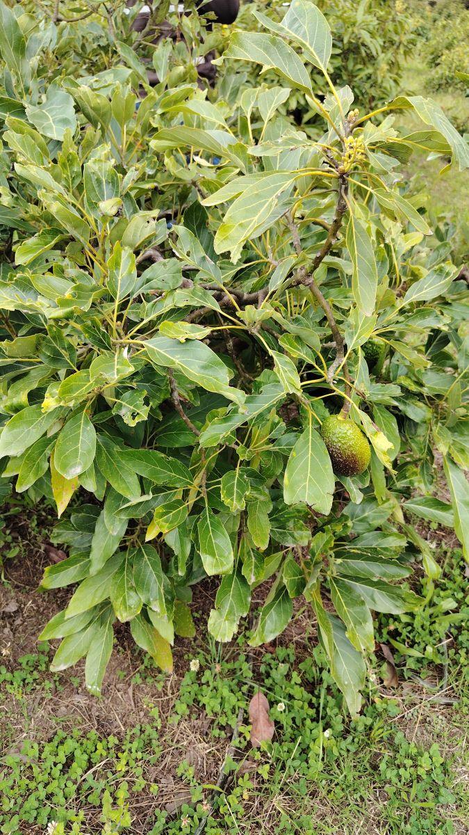 De Venta Finca de 7 Hectáreas en Chaltura, Imbabura — imagen 10