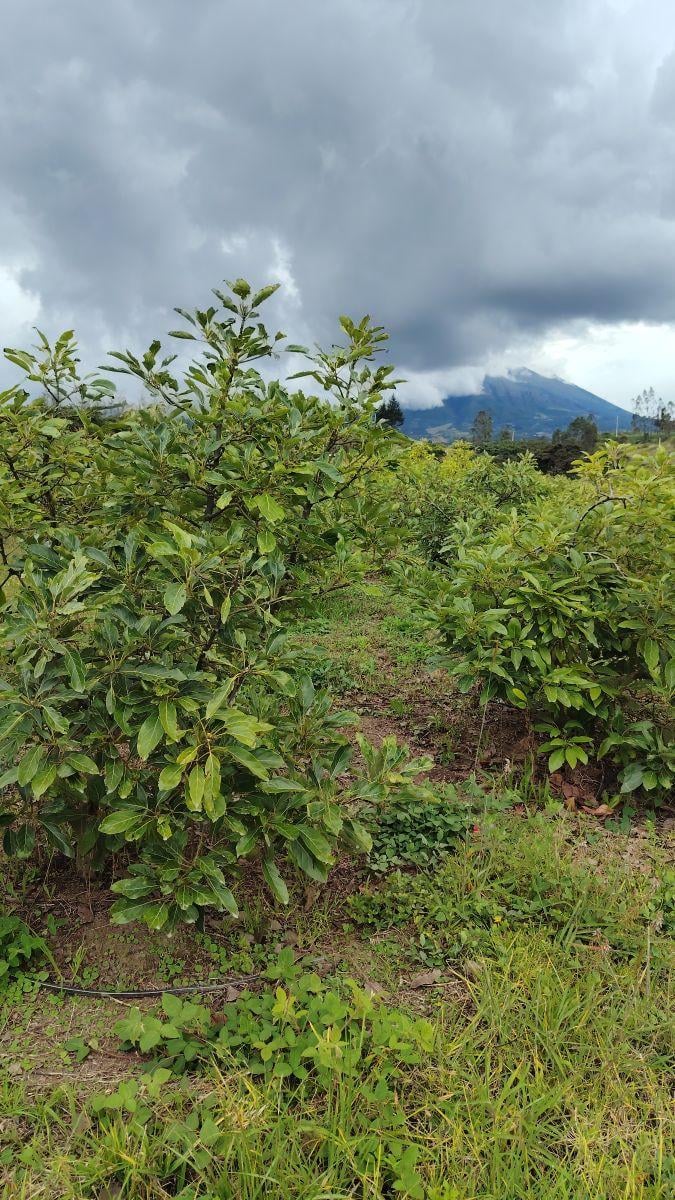 De Venta Finca de 7 Hectáreas en Chaltura, Imbabura — imagen 6