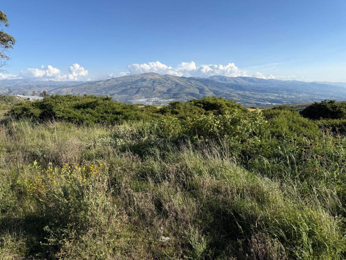 En Venta Terreno 5.200 m², Parroquia Tocachi — imagen 9
