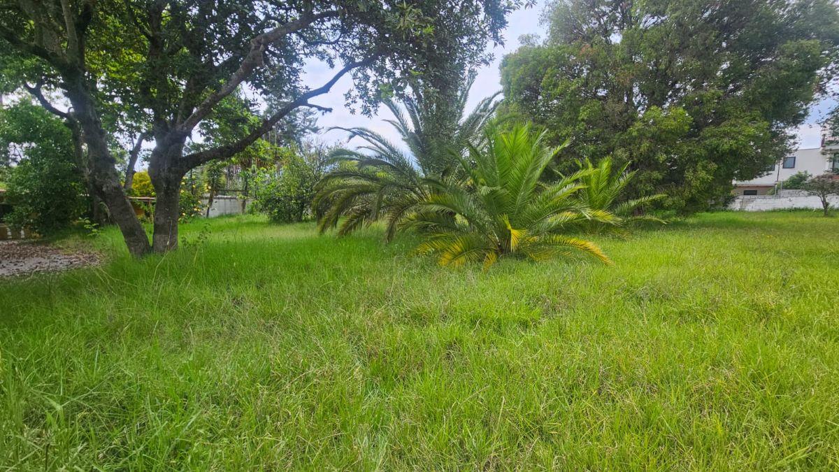 Propiedad en Arriendo Sector Hilacril Tumbaco — imagen 3