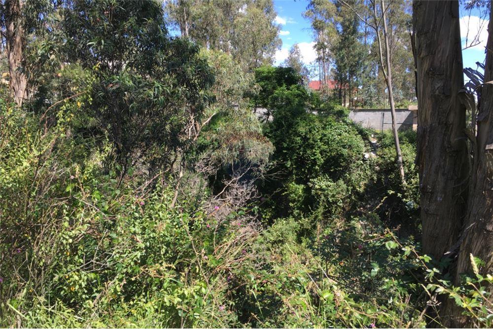 Vendo Hermos0 Terreno 2.837,50 m² Conocoto — imagen 4