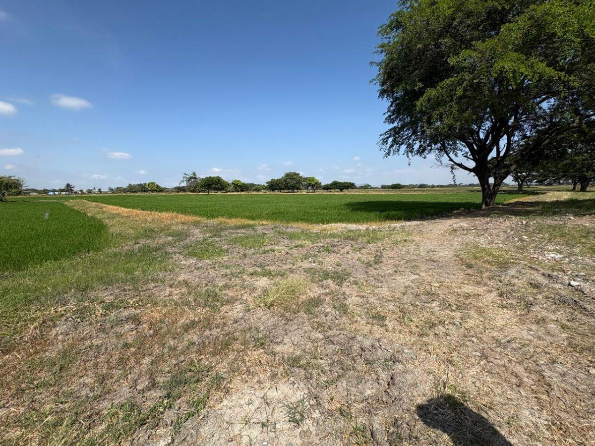 Samborondón, Salitre. Venta de Terrenos y Macrolotes Residencial, Comercial, Industrial, Guayas — imagen 6