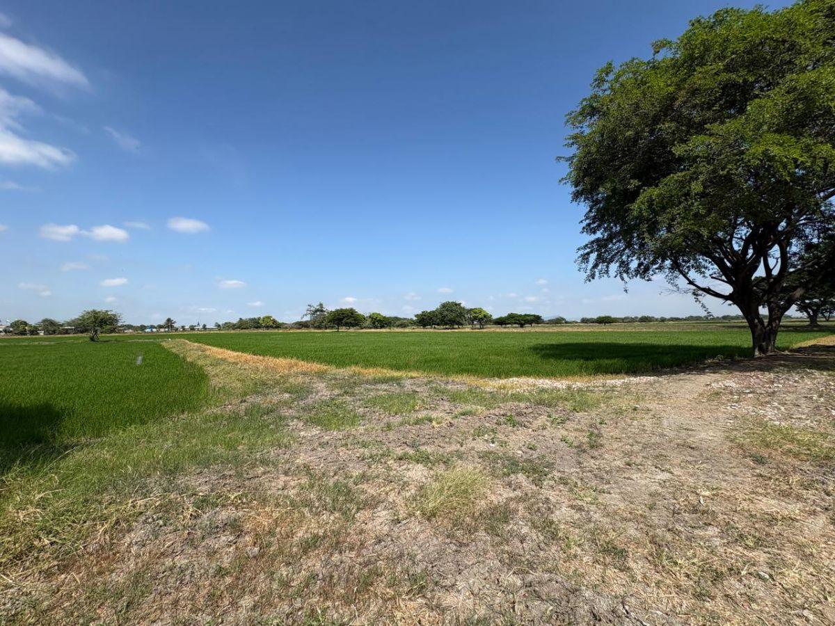Samborondón, Salitre. Venta de Terrenos y Macrolotes Residencial, Comercial, Industrial, Guayas — imagen 5