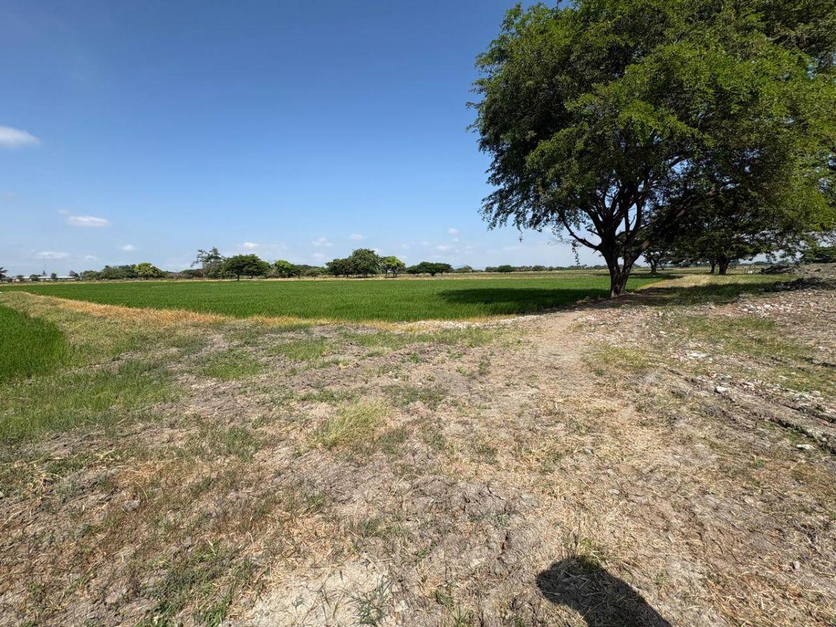 Samborondón, Salitre. Venta de Terrenos y Macrolotes Residencial, Comercial, Industrial, Guayas — imagen 4