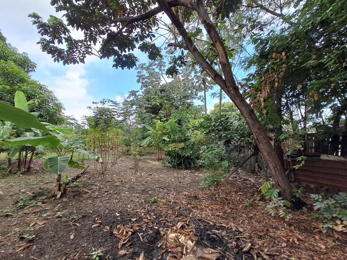 Terreno en Venta 3.900 m² - Vía a Daule Km 15 - Norte de Guayaquil - Uso Industrial, Guayas — imagen 5