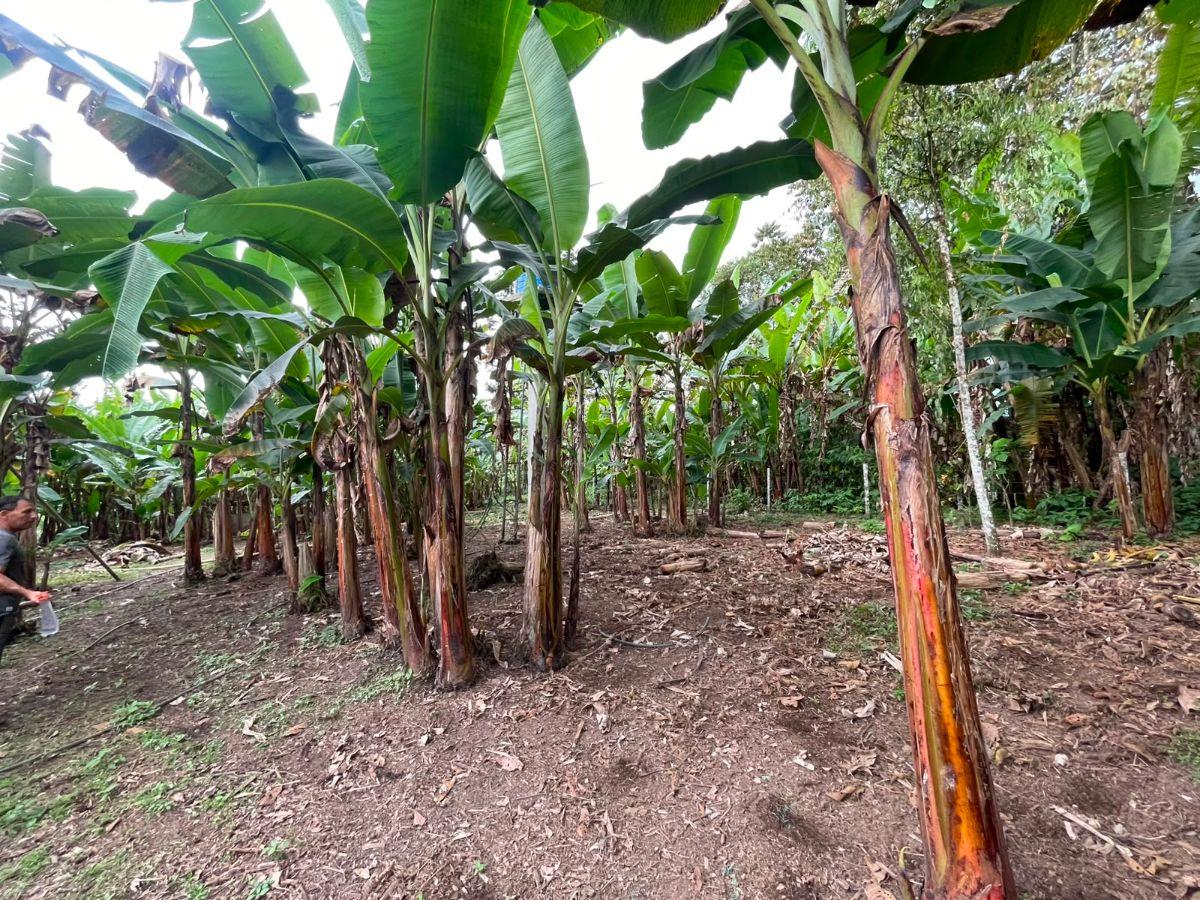 Quinta en Venta La Alianza - Las Mercedes — imagen 8