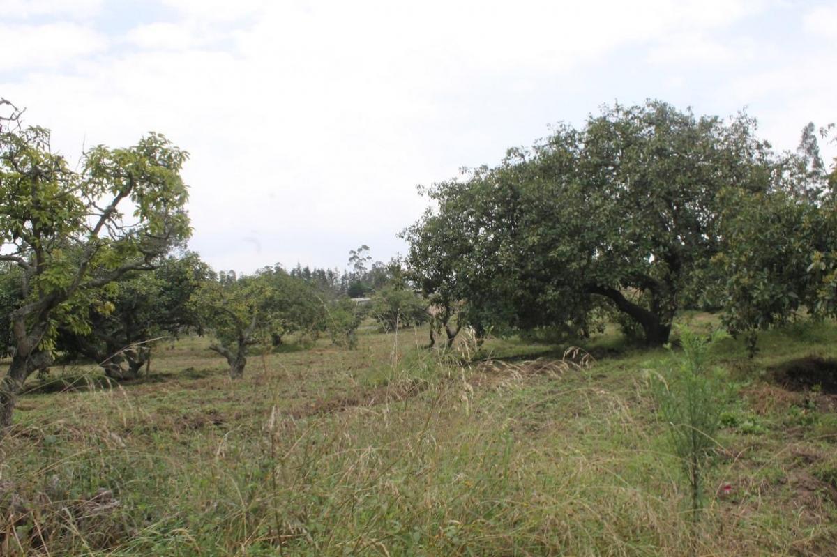 Venta Terreno Puembo Urbanizacion Arrayanes — imagen 5