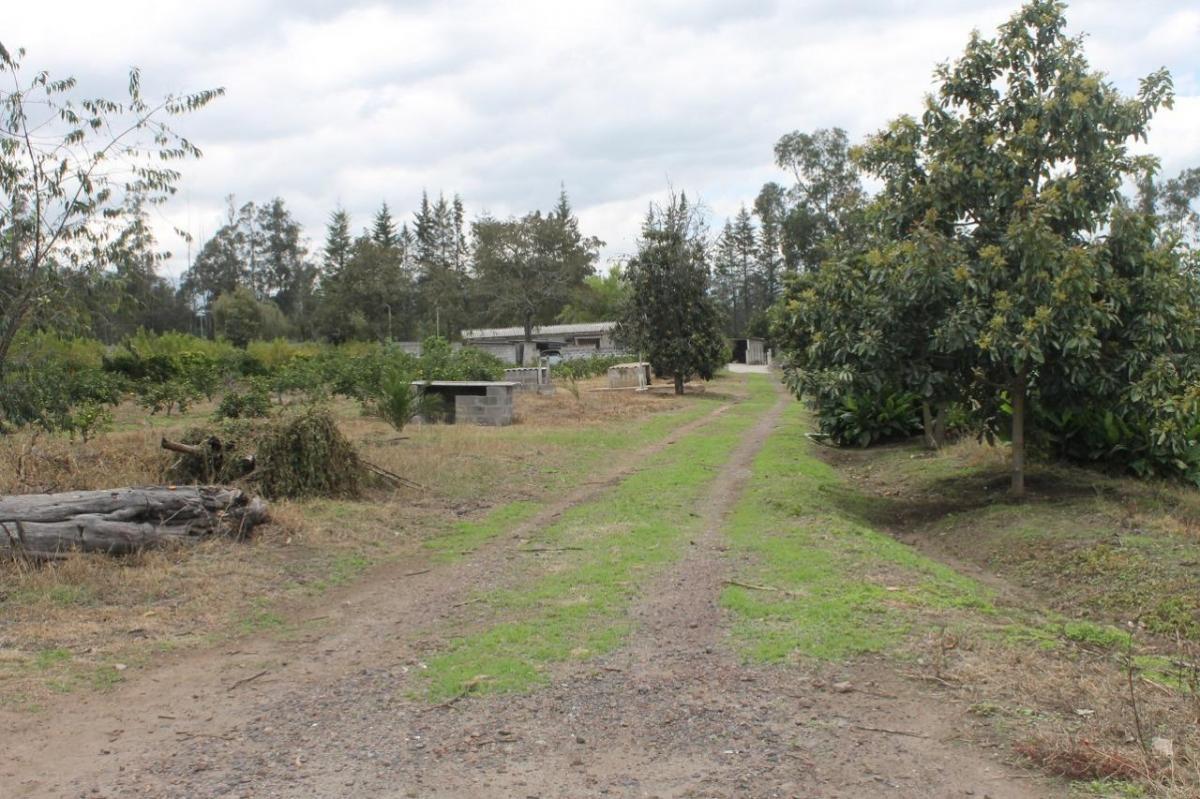 Venta Terreno Puembo Urbanizacion Arrayanes — imagen 4