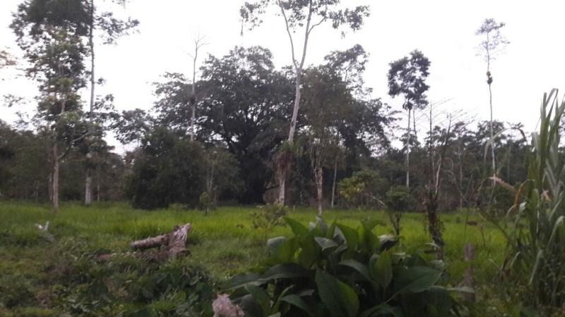 Vendo Quinta - Agricola y Ganadera - Sucumbios - Gonzalo Pizarro — imagen 9