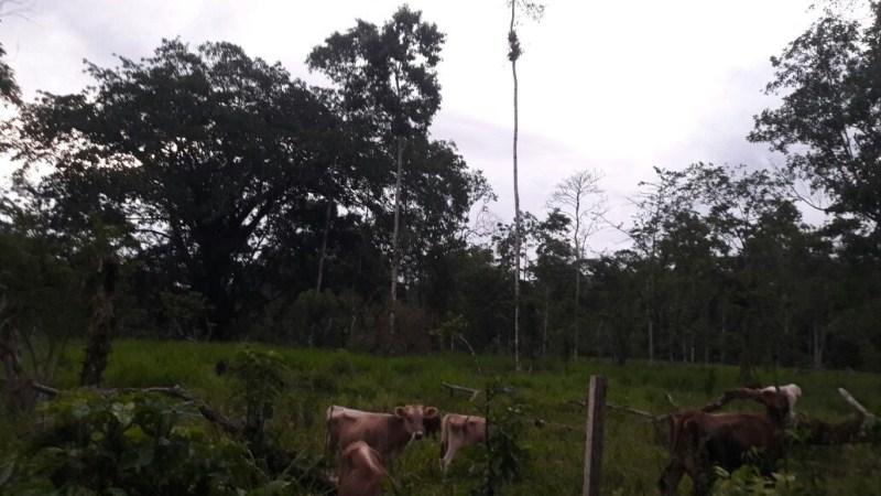 Vendo Quinta - Agricola y Ganadera - Sucumbios - Gonzalo Pizarro — imagen 6