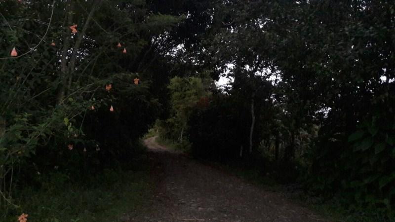 Vendo Quinta - Agricola y Ganadera - Sucumbios - Gonzalo Pizarro — imagen 5