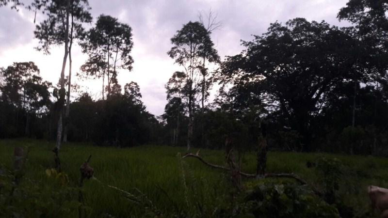 Vendo Quinta - Agricola y Ganadera - Sucumbios - Gonzalo Pizarro — imagen 4