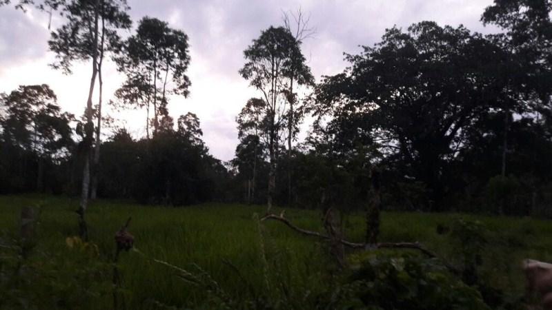 Vendo Quinta - Agricola y Ganadera - Sucumbios - Gonzalo Pizarro — imagen 3