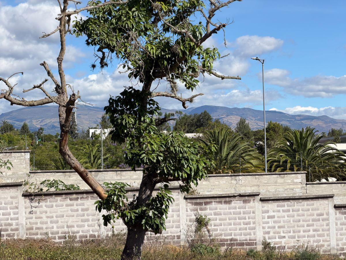 Terreno de 2000 m² en Venta en Puembo con 34 m de Frente — imagen 4