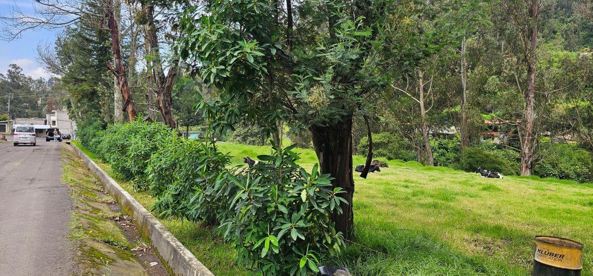 Terreno de Venta Sector Pinllocoto Sangolquí — imagen 2