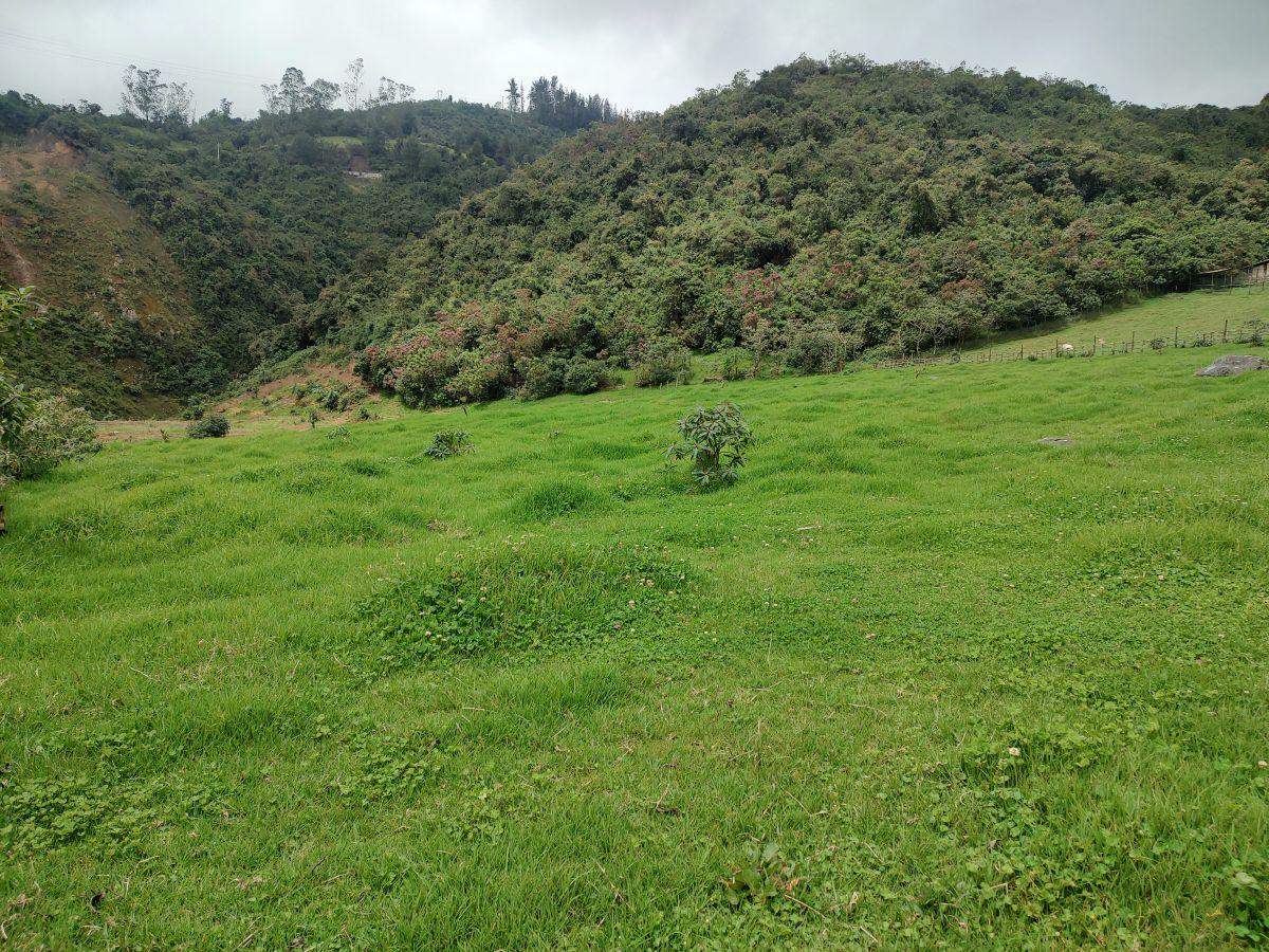 Invierte en Paz y Naturaleza! Terrenos Dentro de Santuario Natural. en Venta! — imagen 4