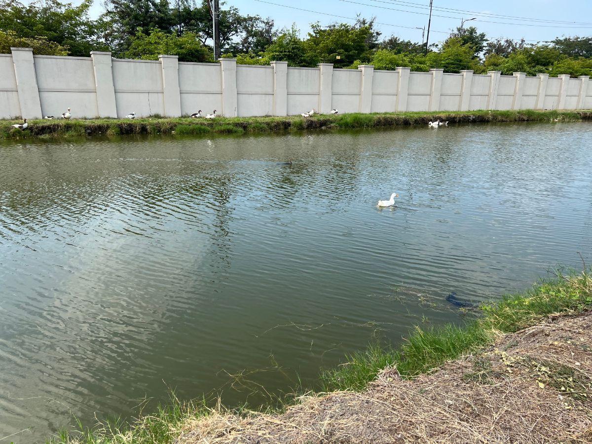 Terreno en Venta Aires de Batan, Guayas — imagen 7