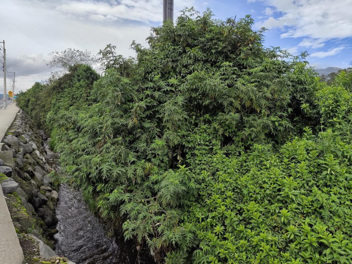Terreno Esquinero 3.6 Hectáreas en Venta en Machachi Sobre La Panamericana — imagen 7
