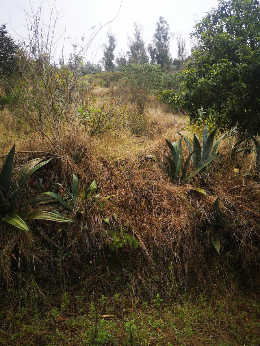 Vendo Terreno Comunal en Tumbaco Sector Ocaña — imagen 6