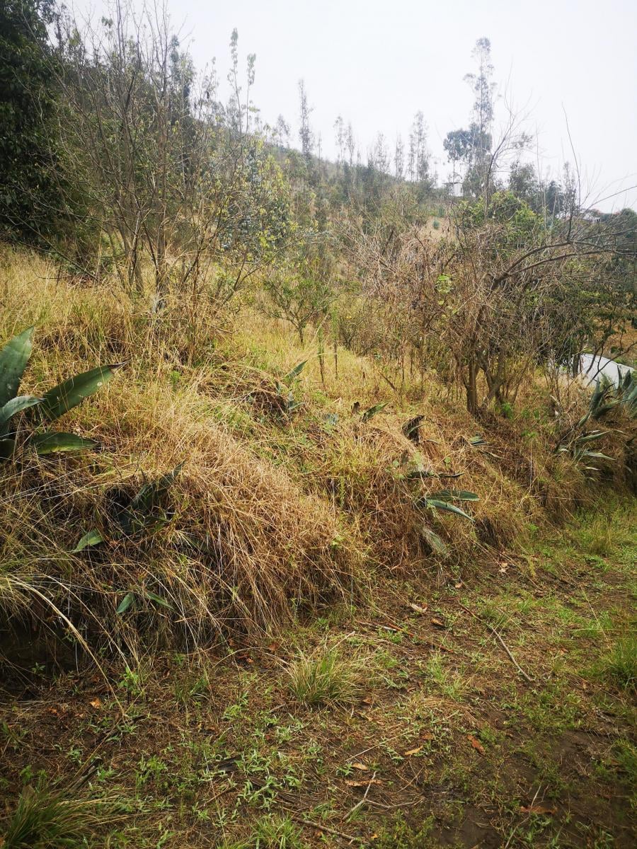 Vendo Terreno Comunal en Tumbaco Sector Ocaña — imagen 3
