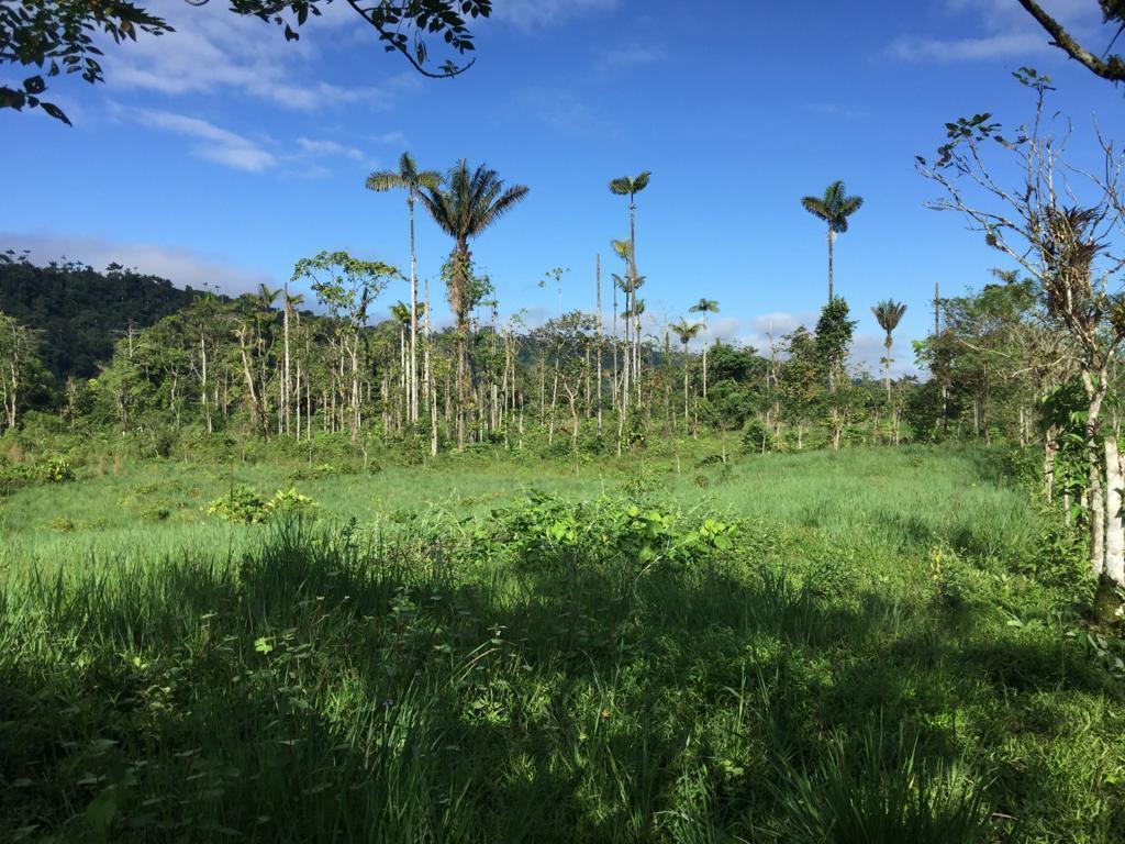 Venta Hermosa Hacienda 70 Has Ubicada en Los Bancos — imagen 6