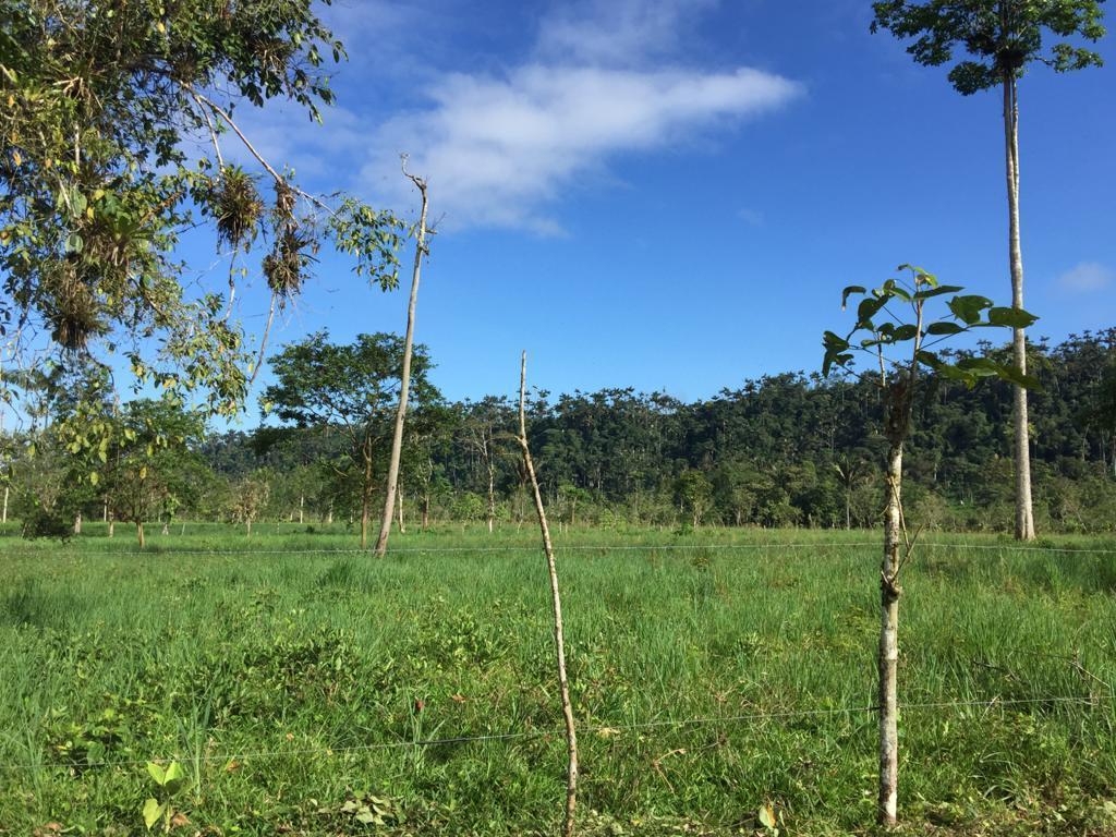Venta Hermosa Hacienda 70 Has Ubicada en Los Bancos — imagen 4