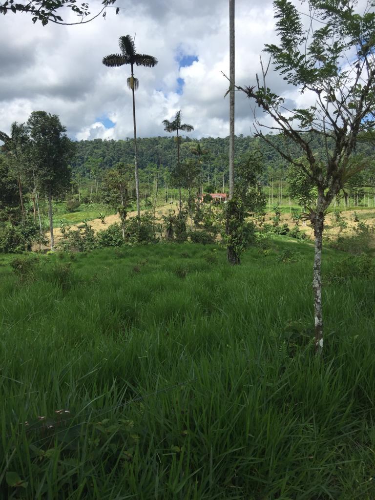 Venta Hermosa Hacienda 70 Has Ubicada en Los Bancos — imagen 3