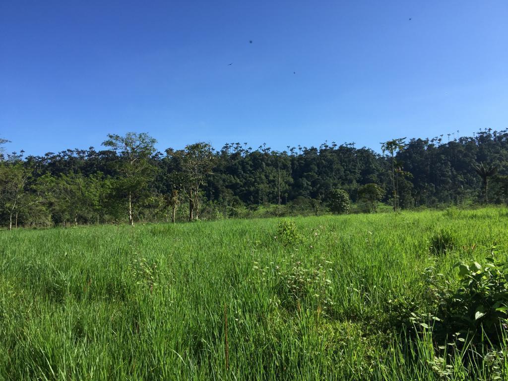 Venta Hermosa Hacienda 70 Has Ubicada en Los Bancos — imagen 2