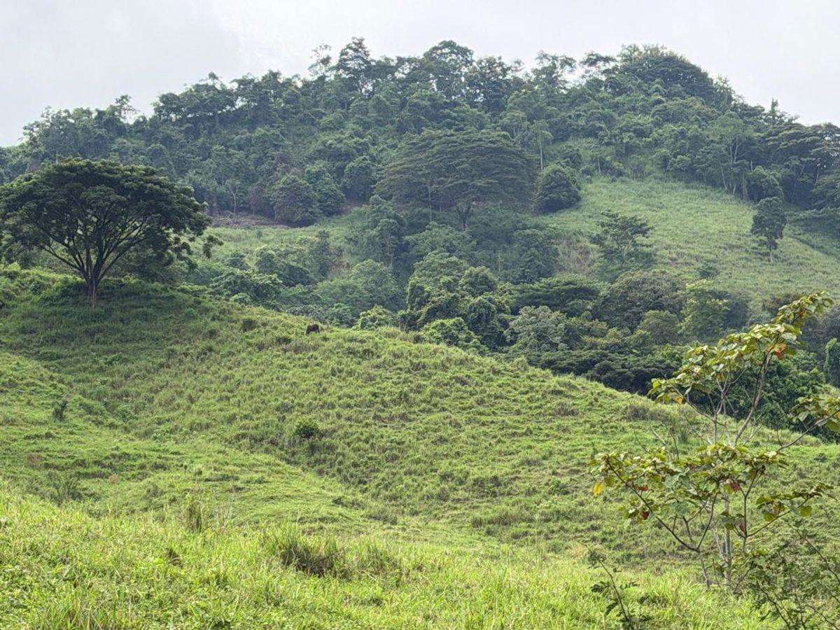 Terreno de Venta en Santa Ana Sector Visquije, Manabí — imagen 10
