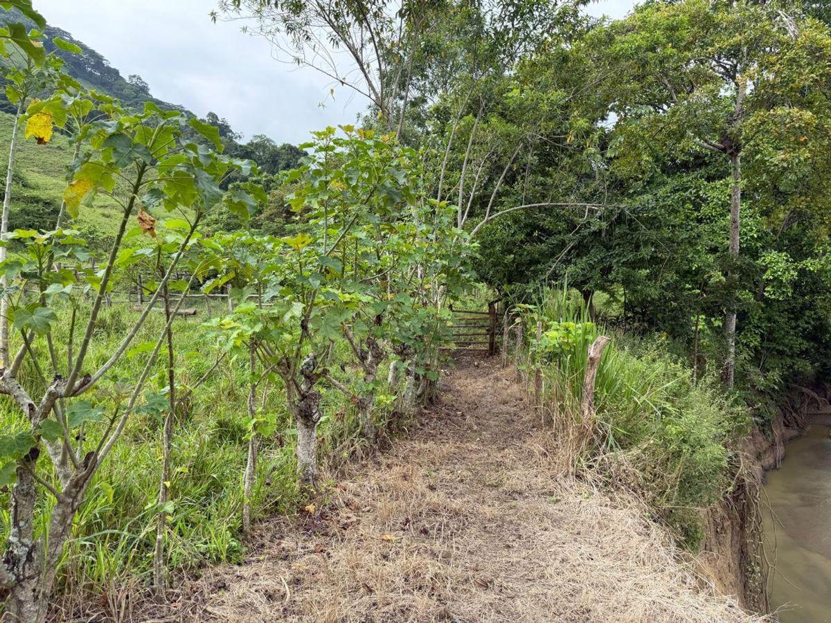 Terreno de Venta en Santa Ana Sector Visquije, Manabí — imagen 3