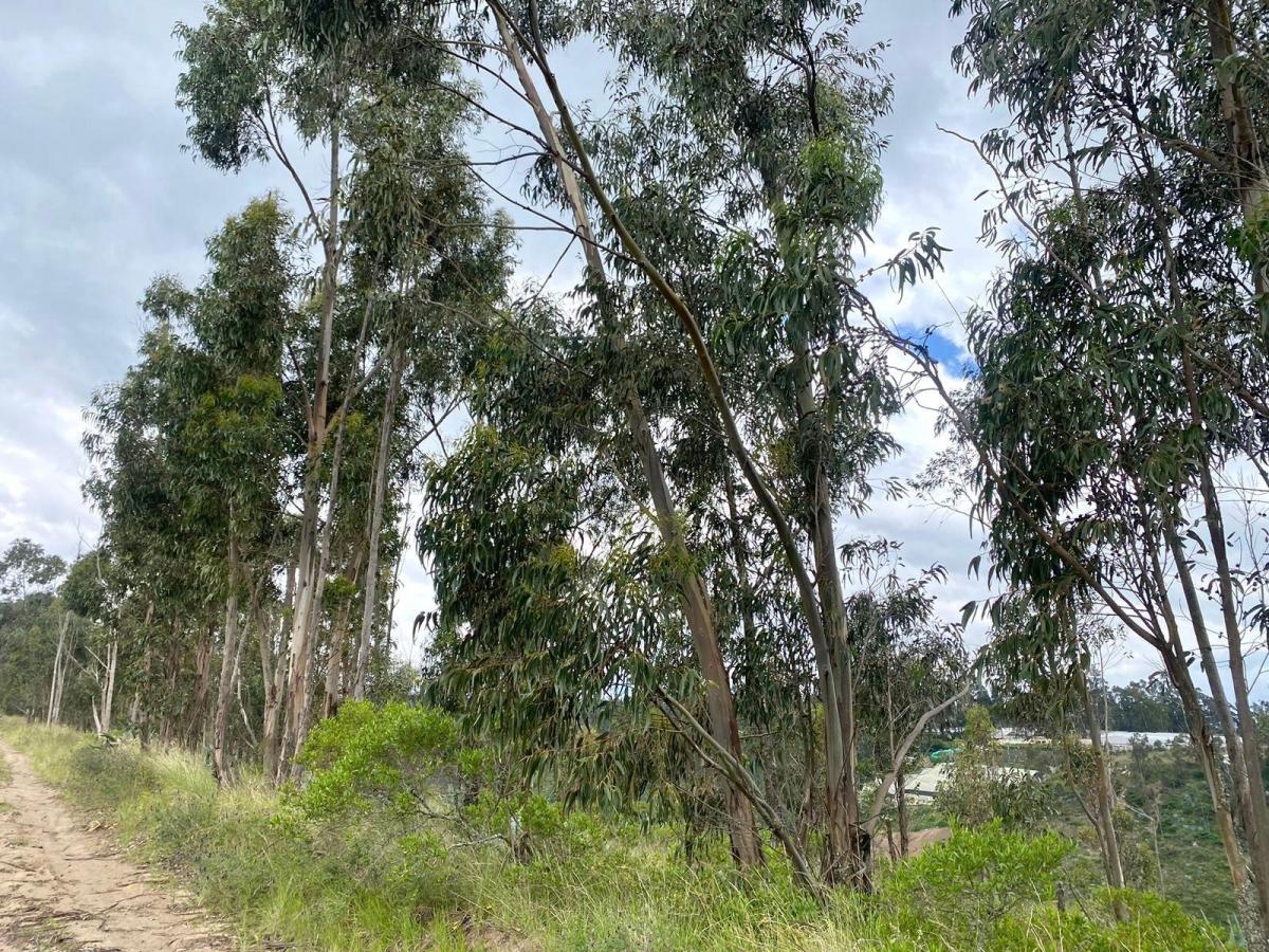 En Venta Terreno en Tabacundo — imagen 6