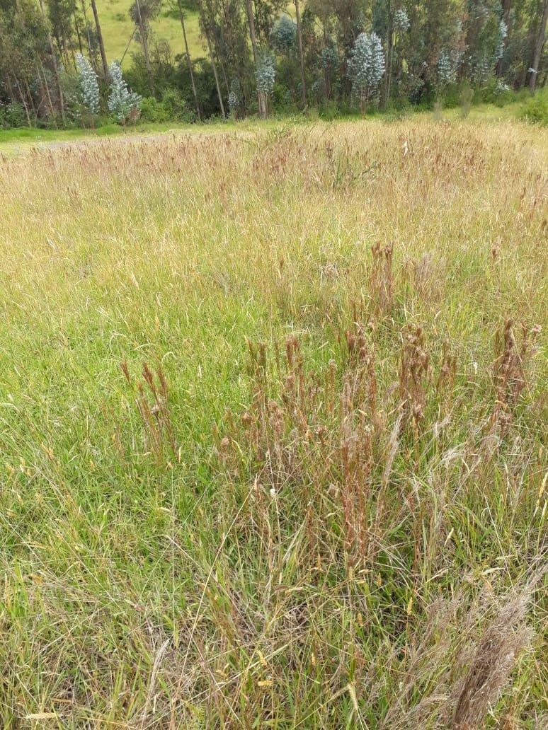 Vendo Terreno en Urbanizacion Sector Betania/los Chillos — imagen 9