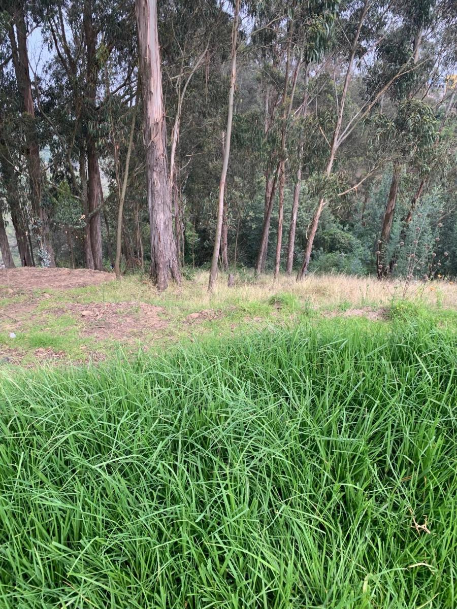 Vendo Hermosos Terrenos Planos Pifo Sector Andrango — imagen 10