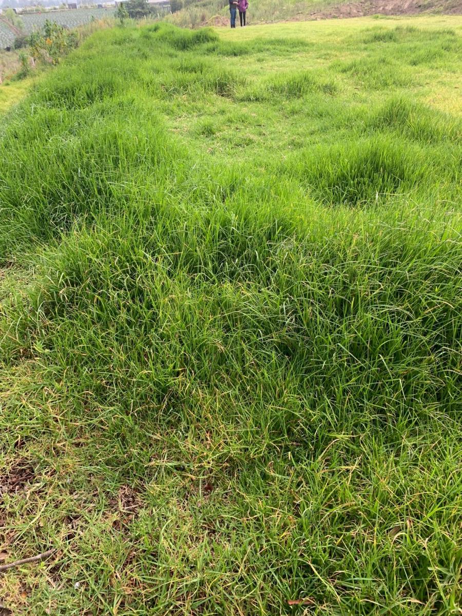 Vendo Hermosos Terrenos Planos Pifo Sector Andrango — imagen 4