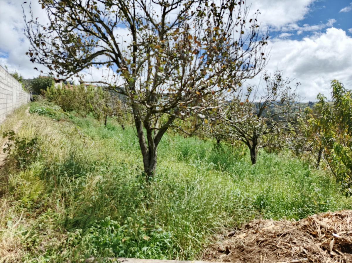 Terreno con Casa Rentera de Dos Departamentos y Suite en Venta. Pinllo Ambato, Tungurahua — imagen 7