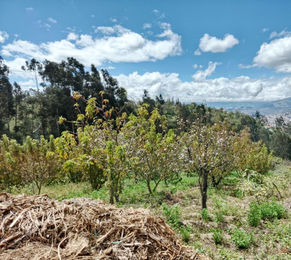 Terreno con Casa Rentera de Dos Departamentos y Suite en Venta. Pinllo Ambato, Tungurahua — imagen 6