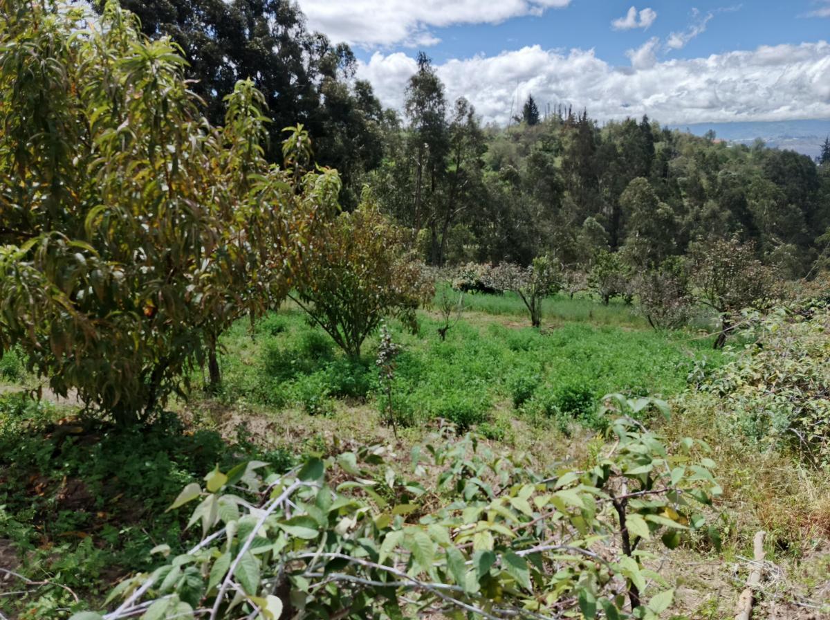 Terreno con Casa Rentera de Dos Departamentos y Suite en Venta. Pinllo Ambato, Tungurahua — imagen 5