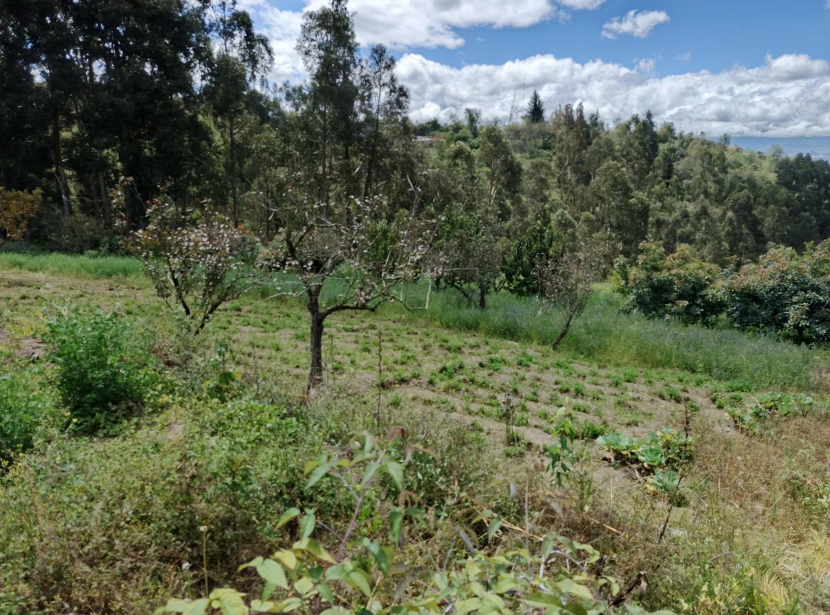 Terreno con Casa Rentera de Dos Departamentos y Suite en Venta. Pinllo Ambato, Tungurahua — imagen 4