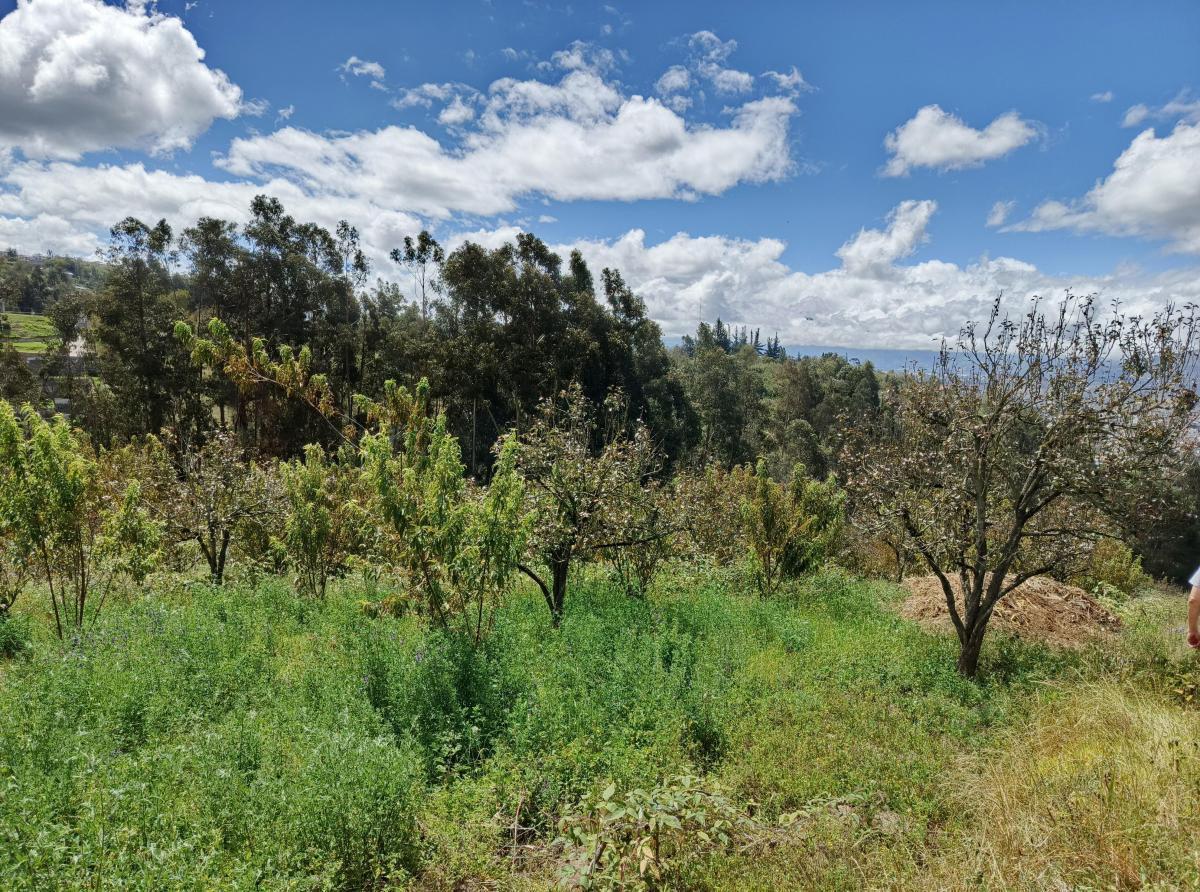 Terreno con Casa Rentera de Dos Departamentos y Suite en Venta. Pinllo Ambato, Tungurahua — imagen 3