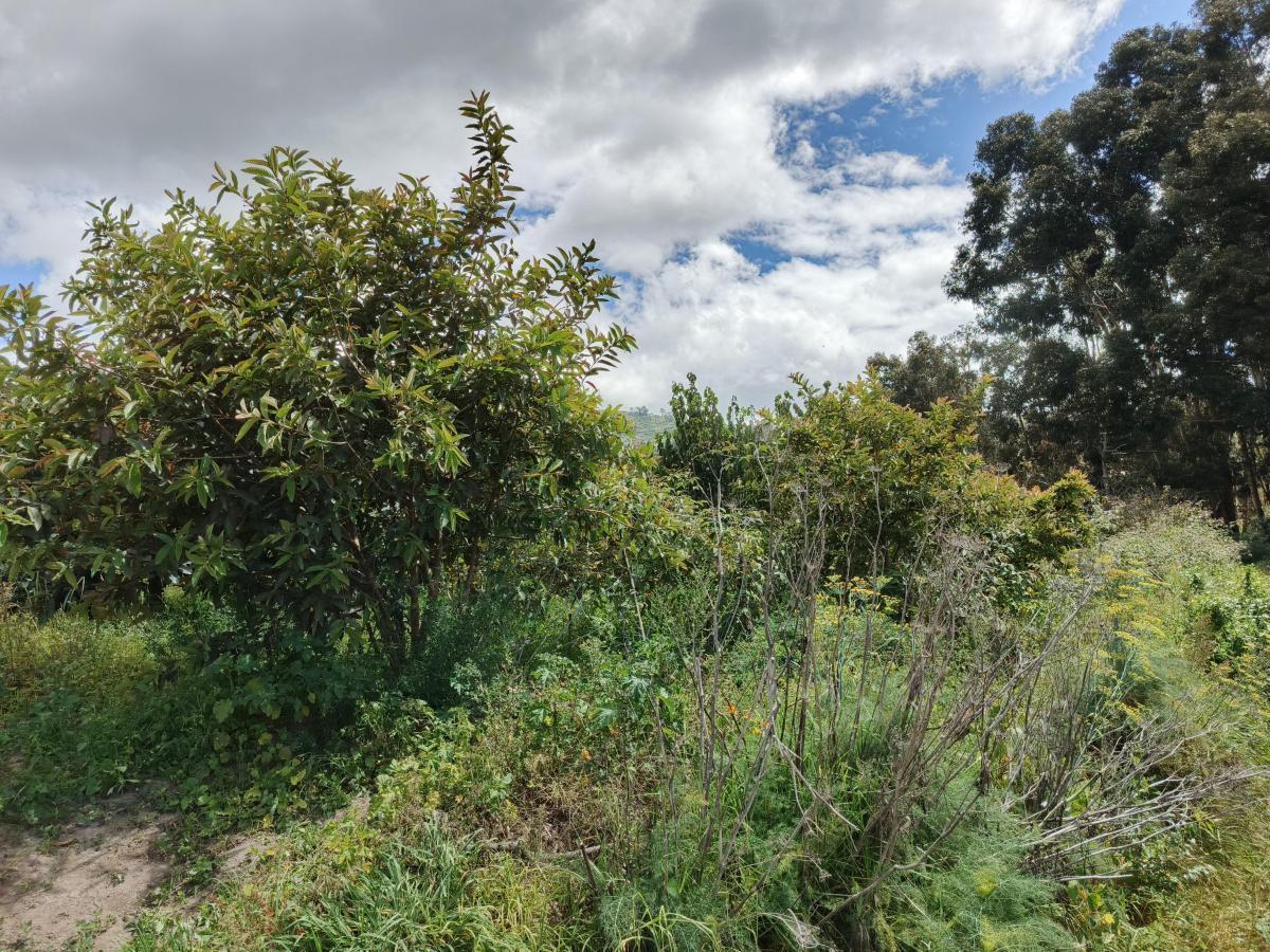 Terreno con Casa Rentera de Dos Departamentos y Suite en Venta. Pinllo Ambato, Tungurahua — imagen 2