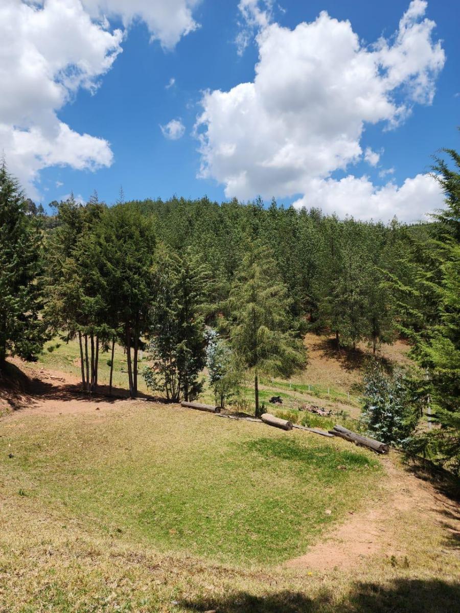 Venta de Terreno de 8 Hectáreas con Bosque de Pino en Tutupali, Azuay — imagen 9