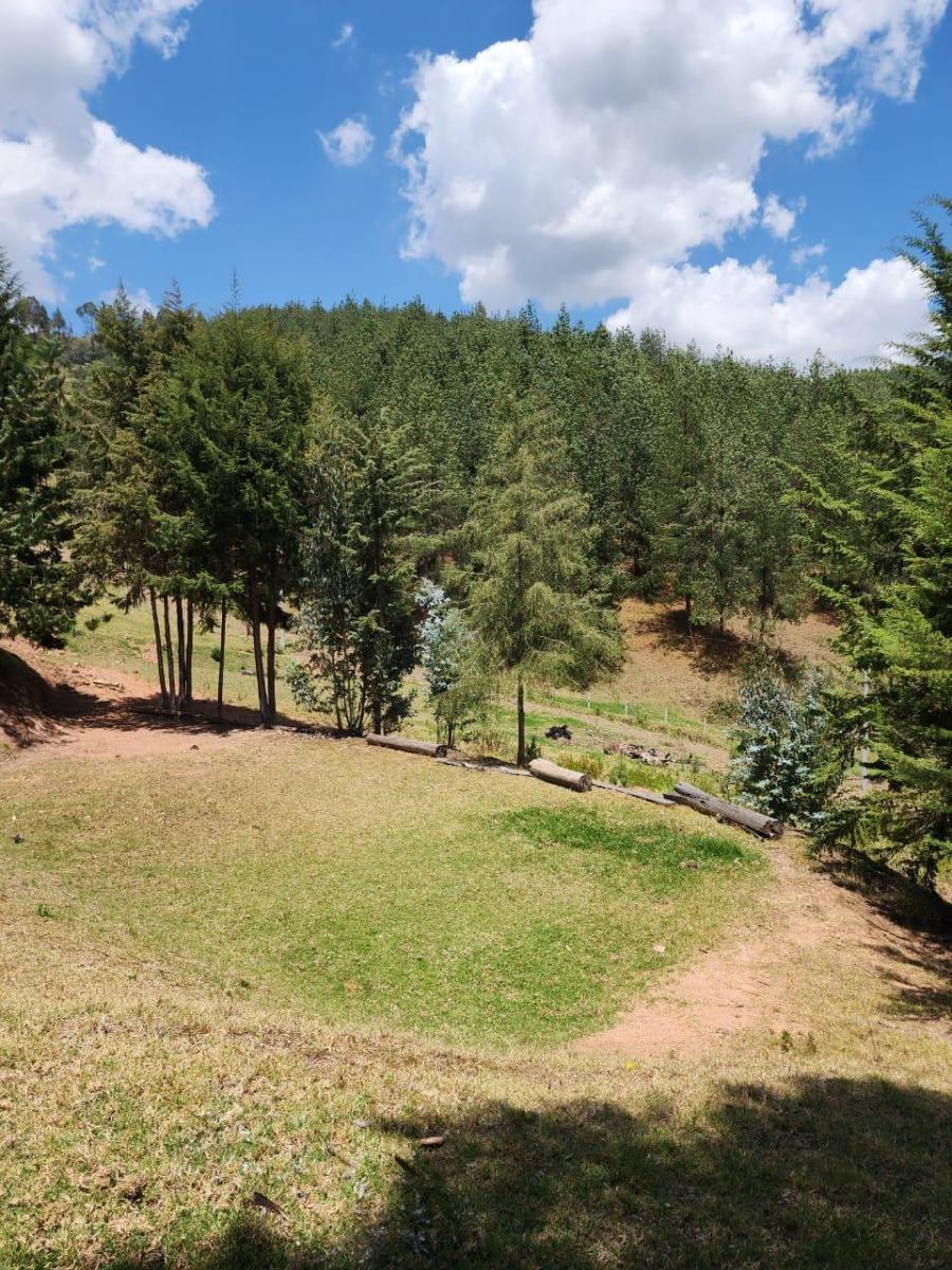 Venta de Terreno de 8 Hectáreas con Bosque de Pino en Tutupali, Azuay — imagen 6